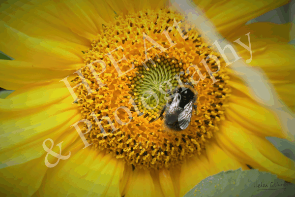 British Bumblebee on Sunflower